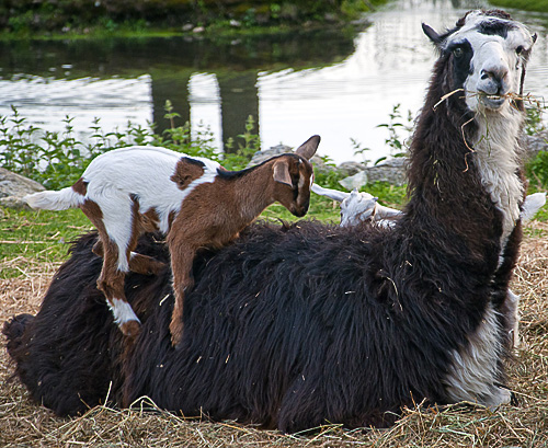 Lama and Goat