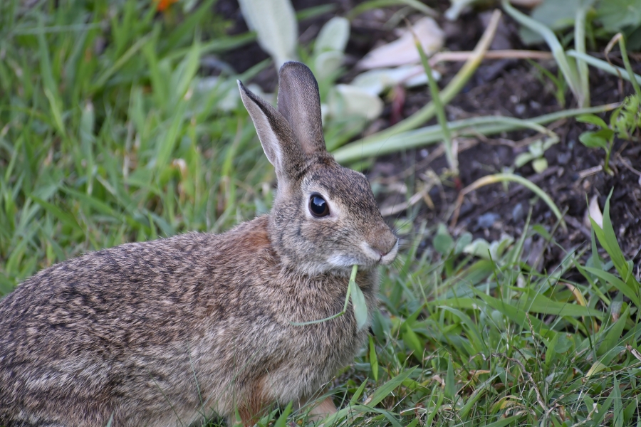 rabbit eating