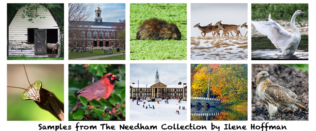 Images of animals and buildings in Needham, MA